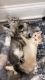 Maine Coon Cats for sale in Wayne, NJ 07470, USA. price: $800