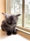 Maine Coon Cats for sale in Pulpwood Cir, Daphne, AL 36527, USA. price: $850