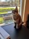 Maine Coon Cats for sale in 1806 Live Oak Dr, Conroe, TX 77301, USA. price: NA
