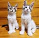 Maine Coon Cats for sale in Carlsbad, CA, USA. price: $500