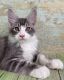 Maine Coon Cats for sale in Carlsbad, CA, USA. price: $500