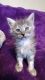 Maine Coon Cats for sale in Oak Harbor, WA 98277, USA. price: $1,500