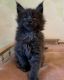 Maine Coon Cats for sale in Dallas, TX, USA. price: $300