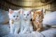 Maine Coon Cats for sale in Dallas, TX, USA. price: $350