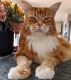 Maine Coon Cats for sale in New York, NY, USA. price: $400