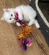 Maine Coon Cats for sale in Florida A1A, Miami Beach, FL, USA. price: $700