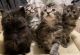 Maine Coon Cats for sale in Florida A1A, Miami Beach, FL, USA. price: $800