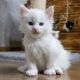 Maine Coon Cats for sale in Dallas, TX, USA. price: $280