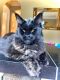 Maine Coon Cats for sale in Pulpwood Cir, Daphne, AL 36527, USA. price: NA