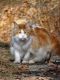 Maine Coon Cats for sale in Glenville, NC 28736, USA. price: $500