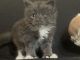 Maine Coon Cats for sale in Atlanta, GA, USA. price: $800