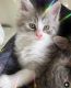 Maine Coon Cats for sale in Atlanta, GA, USA. price: $800