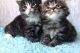 Maine Coon Cats for sale in Giorgia St, Parkville, MO 64152, USA. price: NA
