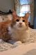 Maine Coon Cats for sale in Tatum, TX, USA. price: NA