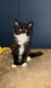Maine Coon Cats for sale in Lima, OH, USA. price: $900