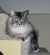 Maine Coon Cats for sale in Fargo, ND, USA. price: $600