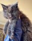 Maine Coon Cats for sale in Pulpwood Cir, Daphne, AL 36527, USA. price: $2,800