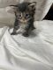 Maine Coon Cats for sale in Lincoln, ME 04457, USA. price: $1,700