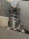 Maine Coon Cats for sale in St Paul, MN, USA. price: NA