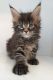 Maine Coon Cats for sale in Miami Beach, FL, USA. price: $800