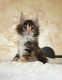 Maine Coon Cats for sale in Miami Beach, FL, USA. price: $700