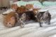 Maine Coon Cats for sale in Miami, FL, USA. price: $700