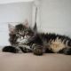 Maine Coon Cats for sale in Florida St, San Francisco, CA, USA. price: $260