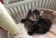 Maine Coon Cats for sale in Portland, OR, USA. price: $700
