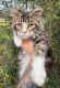 Maine Coon Cats for sale in Cameron, TX 76520, USA. price: NA