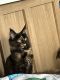 Maine Coon Cats for sale in Hudson, FL 34667, USA. price: NA
