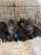 Maine Coon Cats for sale in Saratoga Springs, NY, USA. price: NA