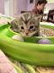Maine Coon Cats for sale in Staten Island, NY, USA. price: NA