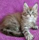 Maine Coon Cats for sale in Belmont, NC 28012, USA. price: $450