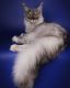 Maine Coon Cats for sale in Tampa, FL, USA. price: $400