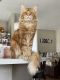 Maine Coon Cats for sale in Oswego, NY, USA. price: NA