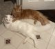 Maine Coon Cats for sale in Oswego, NY, USA. price: NA