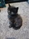 Maine Coon Cats for sale in Ashland, WI 54806, USA. price: $2,000