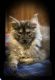Maine Coon Cats for sale in Munford, TN, USA. price: $1,700