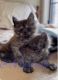 Maine Coon Cats for sale in Munford, TN, USA. price: NA