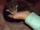 Maine Coon Cats for sale in 13323 Manor Furnace Rd, Felton, PA 17322, USA. price: NA