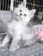 Maine Coon Cats for sale in Naples, FL 34101, USA. price: NA
