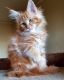 Maine Coon Cats for sale in Texas City, TX, USA. price: NA