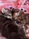 Maine Coon Cats for sale in Longmont, CO, USA. price: $180
