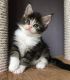 Maine Coon Cats for sale in Sacramento, CA, USA. price: $260