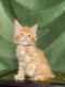 Maine Coon Cats for sale in San Francisco, CA, USA. price: NA