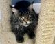 Maine Coon Cats for sale in Colorado Springs, CO 80918, USA. price: $900