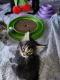 Maine Coon Cats for sale in Staten Island, NY, USA. price: $2,500