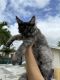 Maine Coon Cats for sale in Hollywood, FL, USA. price: $2,200