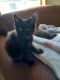 Maine Coon Cats for sale in Ashland, WI 54806, USA. price: $1,600