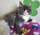 Maine Coon Cats for sale in Los Angeles, CA, USA. price: $400